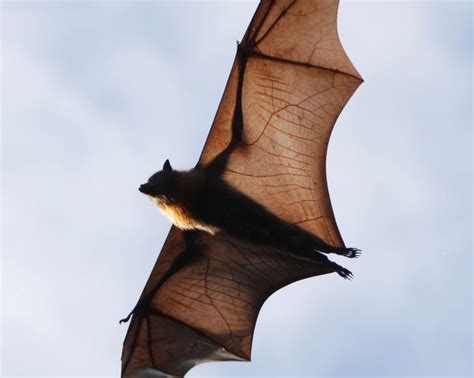 Understanding Bat Behavior and Size