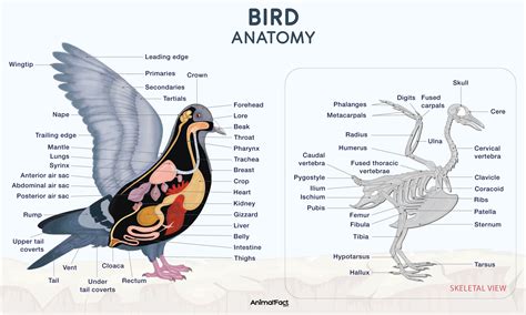 Understanding