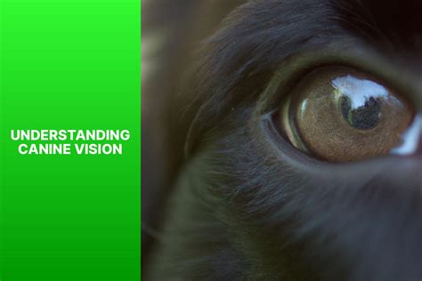 Understanding Canine Color Vision