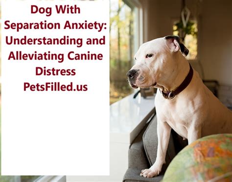 Understanding Canine Separation Anxiety