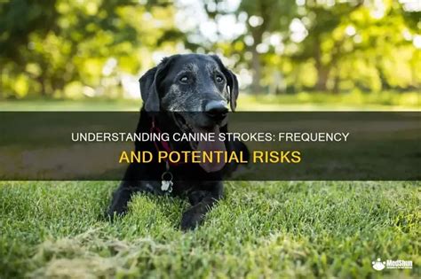 Understanding Canine Strokes