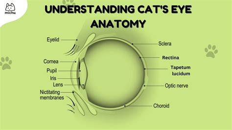 Understanding