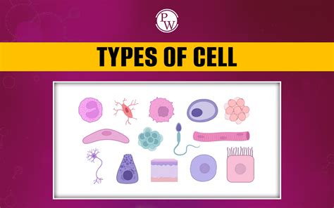 Understanding Cell Types