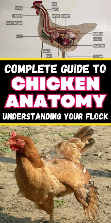 Understanding