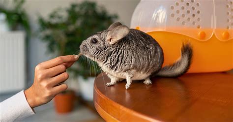 Understanding Chinchilla Care Basics