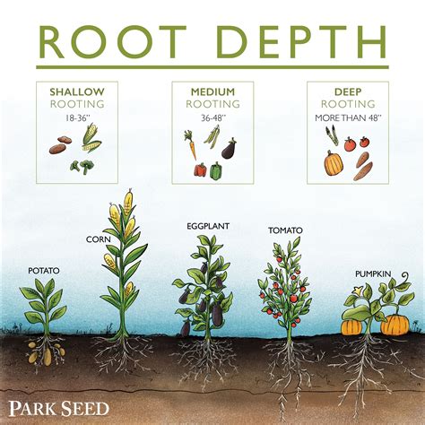 Understanding Different Root Depths and Tones