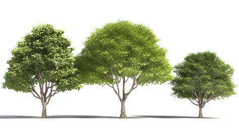 Understanding Different Tree Heights Available
