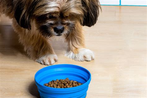 Understanding Different Types of My Dog Food