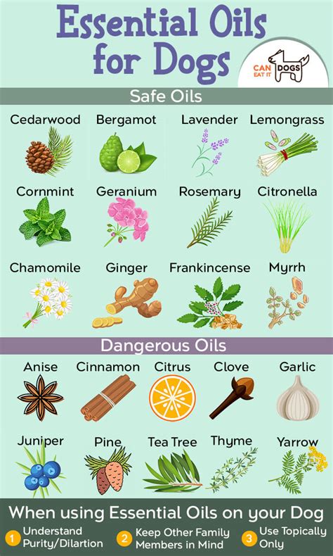 Understanding Essential Oil Toxicity in Dogs