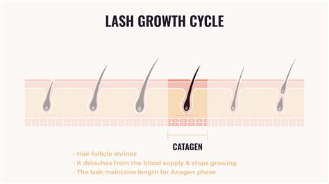Understanding Eyelash Growth Cycle