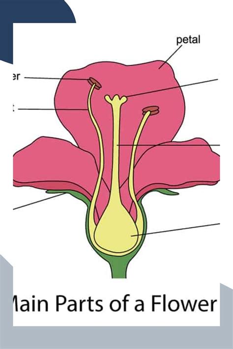 Understanding Flower Anatomy