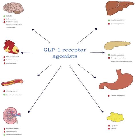 Understanding GLP-1 Receptor Agonists
