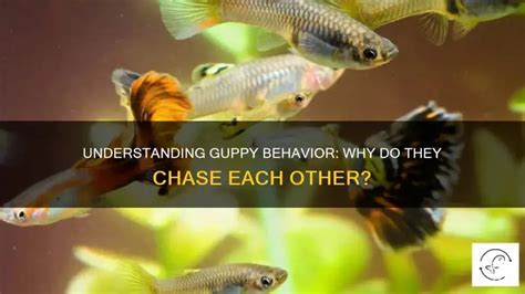 Understanding Guppy Fish Behavior