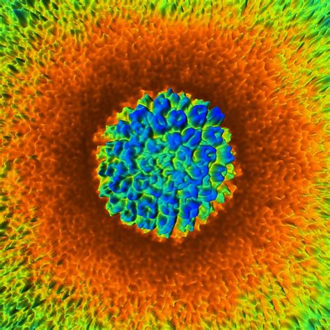 Understanding Herpes 3D Models