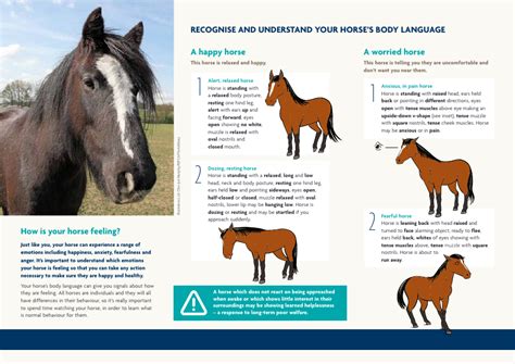 Understanding Horse Behavior