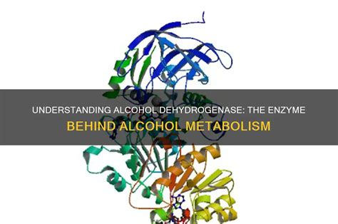 Understanding How Alcohol Metabolism Works (The Uncomfortable Truth)
