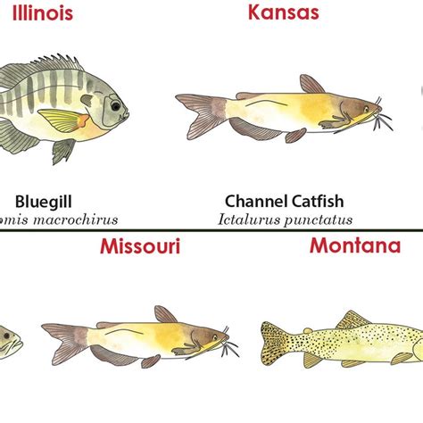 Understanding Illinois Fish Limits: A Comprehensive Guide