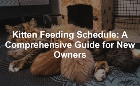 Understanding Kitten Nutritional Needs