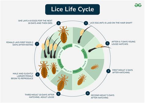 Understanding Lice and Their Life Cycle