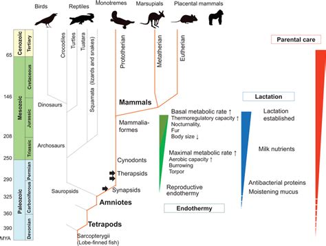 Understanding Mammalian Lactation