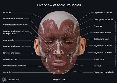 Understanding Manga Facial Anatomy