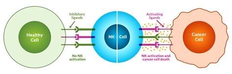 Understanding Natural Killer Cells Cancer Therapy