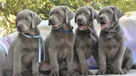 Understanding Non-Standard or Dilute Labrador Colors