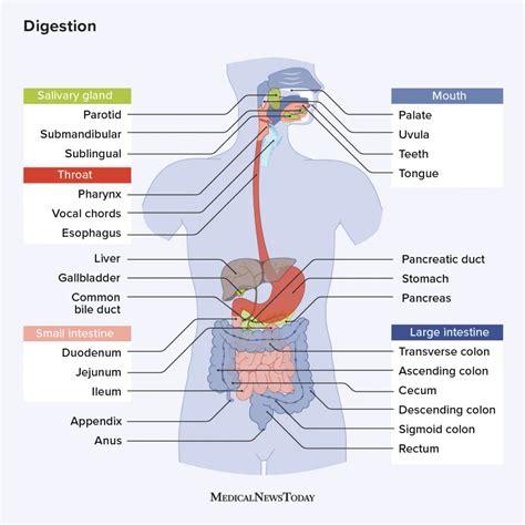 Understanding Oxygen's Role in Digestion