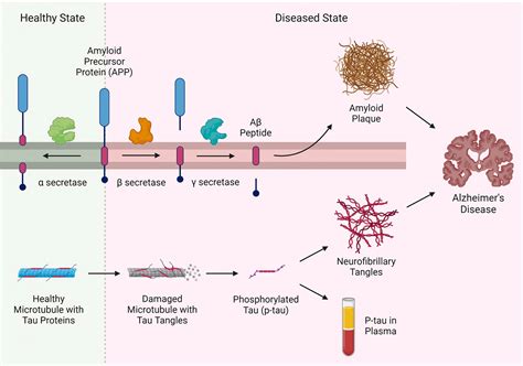 Understanding P-tau217: The Key Biomarker
