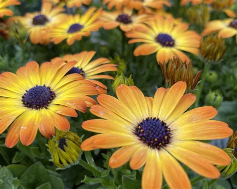 Understanding Perennial Classifications