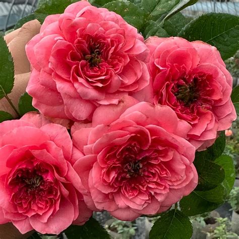 Understanding Perennial Lifespans