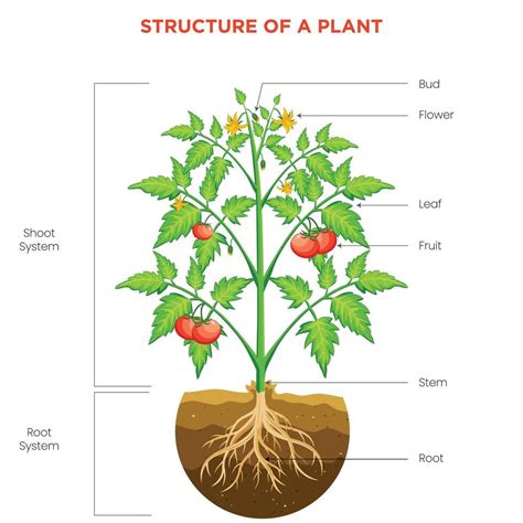 Understanding Plant Structure