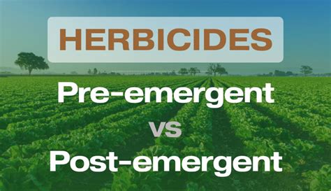 Understanding Pre-Emergent vs. Post-Emergent
