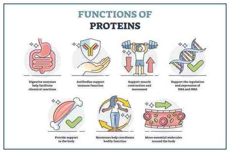 Understanding Protein and Its Role