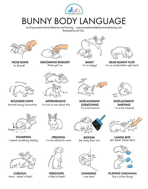 Understanding Rabbit Body Language