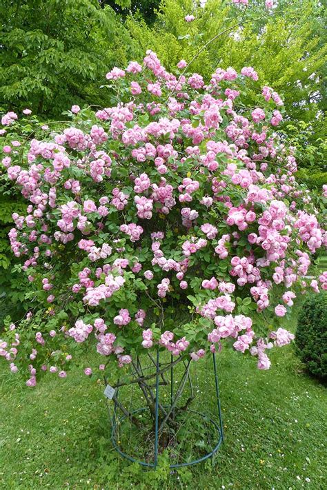 Understanding Shrub and Climbing Rose Plant Types