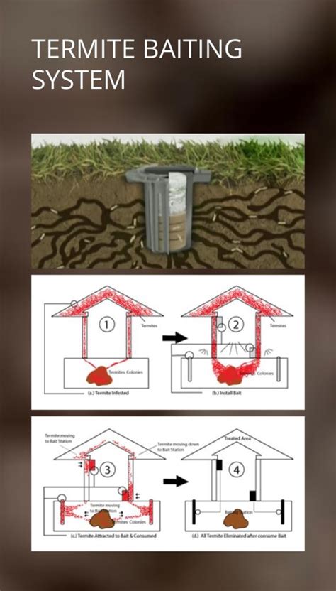 Understanding Termite Baiting Systems