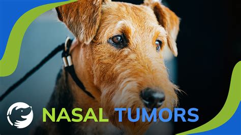 Understanding Why Dog Nasal Cancer Occurs