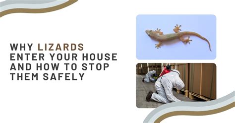 Understanding Why Lizards Are In Your House