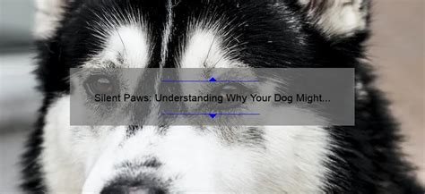 Understanding Why Your Dog Might Need Tooth Replacement