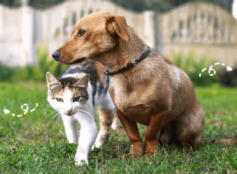 Understanding Why Your Old Dog is Feeling Grumpy