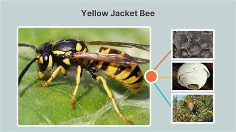 Understanding Yellow Jacket Behavior