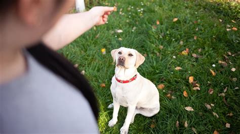 Understanding Your Adult Dogs Learning Style