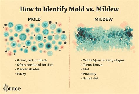 Understanding Your Enemy: Mold vs. Mildew