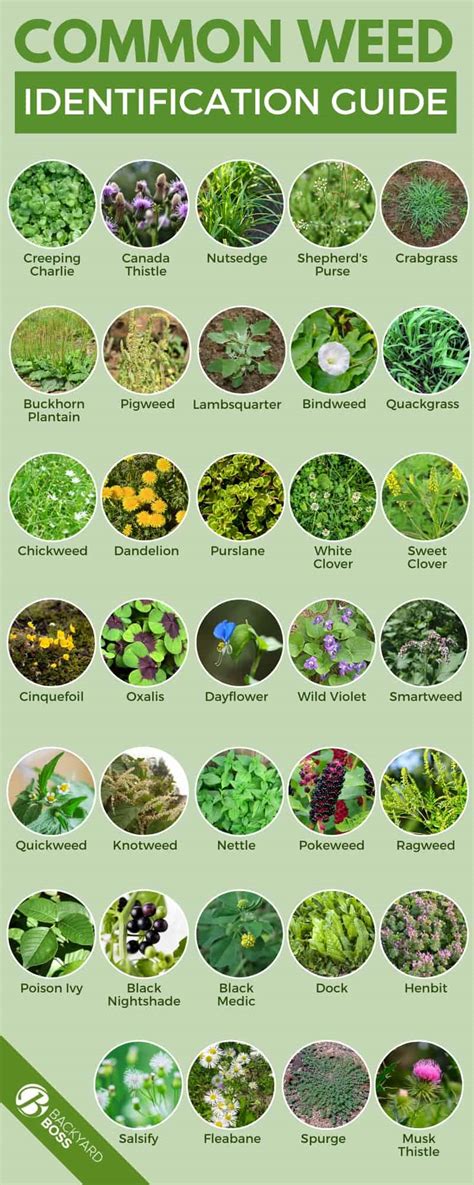 Understanding Your Enemy: Types of Weeds