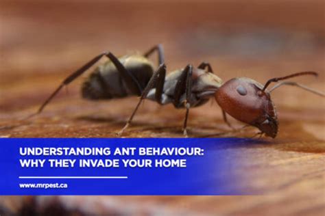 Understanding Your Enemy: Why Ants Invade
