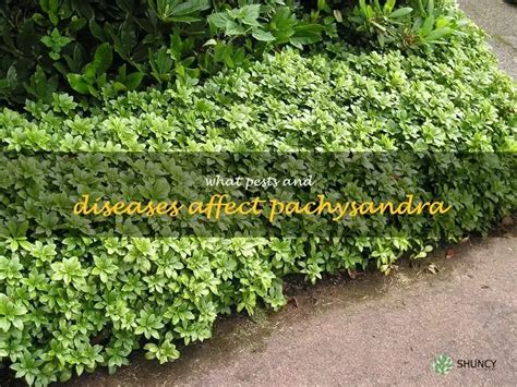 Understanding Your Enemy: Why Pachysandra Is a Problem