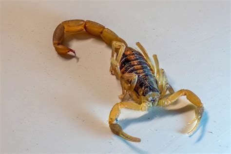 Understanding Your Enemy Why Are Scorpions Invading