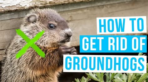 Understanding Your Opponent: Why Groundhogs Are a Problem