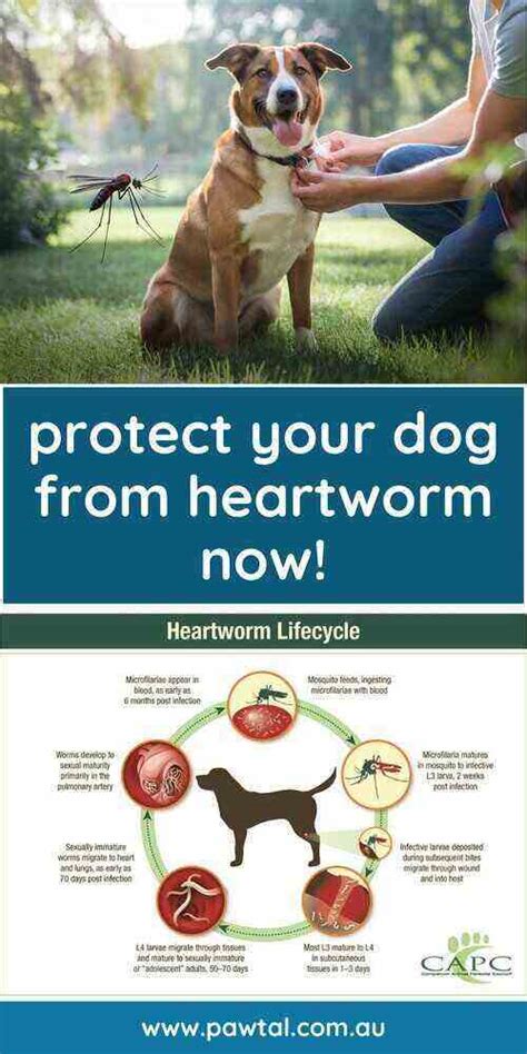 Understanding Your Options for Cheap Dog Heartworm Prevention